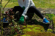 How to choose the best moss killer