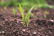 A comprehensive guide to lawn fungus and diseases