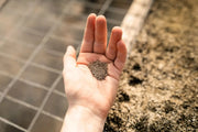 Planting grass seed: your how-to guide