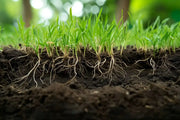 Sowing grass seed: when should you do it?