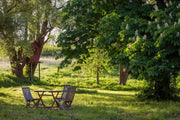 Seeding a lawn in summer: Should you do it?