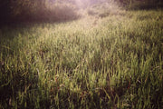 Your ultimate guide to different types of grass