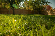 A guide to lawn maintenance for heavily used lawns