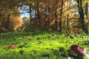 Your ultimate guide to lawn maintenance in autumn