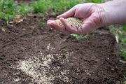 The ultimate guide to overseeding your lawn