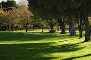 A guide to maintaining ornamental grasses
