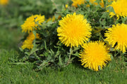 How to kill weeds on your lawn
