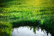 How to fix a waterlogged lawn