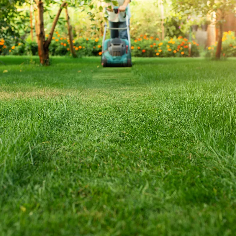 Lawn Starter Bundle
