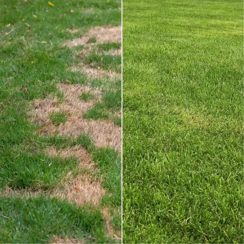 Lawn Starter Bundle