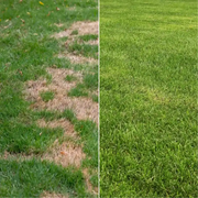 Lawn Starter Bundle